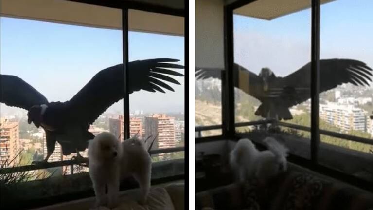 Una perrita se enfrenta a dos cóndores para proteger a su dueña
