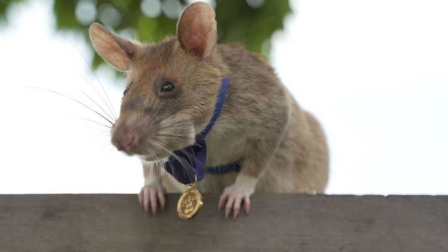 Una rata detectora de minas fue condecorada por su labor para salvar vidas humanas