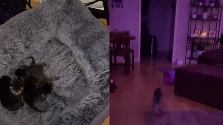 Una recién estrenada mamá gata despierta a sus dueños para llevarles sus cachorros a su cama