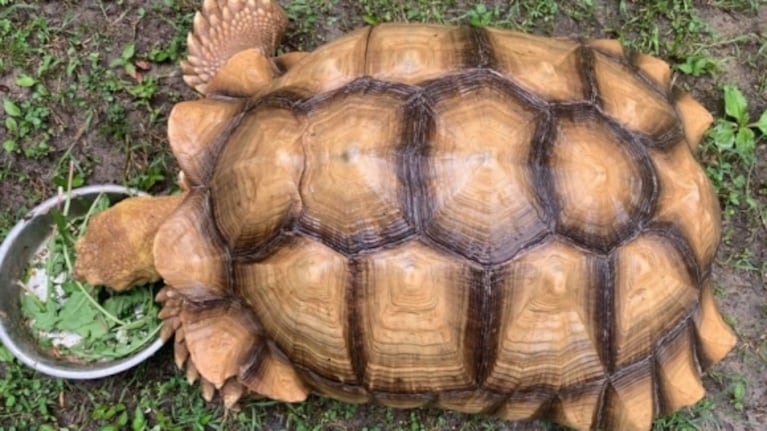 Una tortuga de 68 kilogramos que escapó, regresa después de 74 días