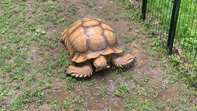 Una tortuga de 68 kilogramos que escapó, regresa después de 74 días. Foto: WKRN-TV.