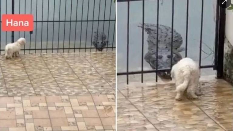 Una valiente perrita se “enfrenta” a enorme cocodrilo