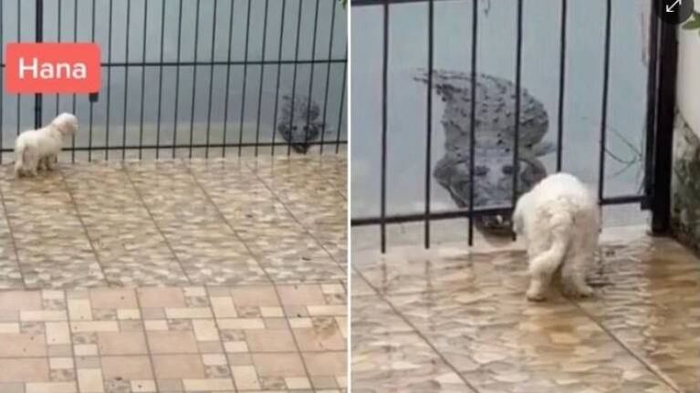 Una valiente perrita se “enfrenta” a enorme cocodrilo