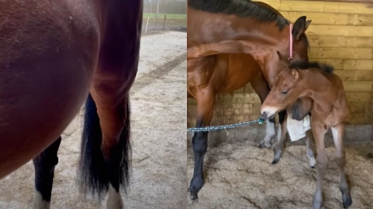 Una yegua acepta a un potro huérfano como su cría después de perder la suya propia tres días antes