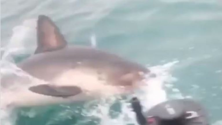 Unos pescadores se llevan una sorpresa al recoger un tiburón salmón del anzuelo