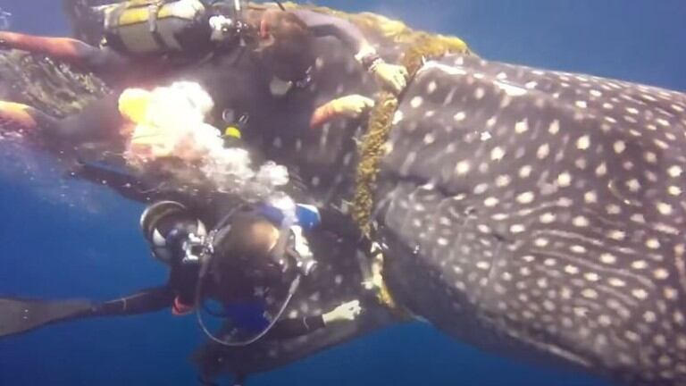 Valientes: un equipo de buzos corta la cuerda que complicaba a un tiburón ballena