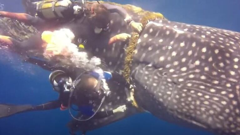 Valientes: un equipo de buzos corta la cuerda que complicaba a un tiburón ballena