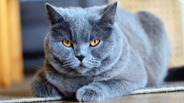 Venden por 130 mil dólares a un gato que “hace milagros y cumple tres deseos”