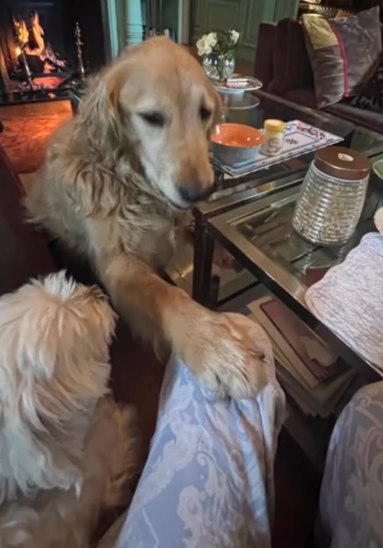 Verónica Lozano se despidió de su perro con un desgarrador mensaje: "Huelo tu collar para tenerte un rato más"