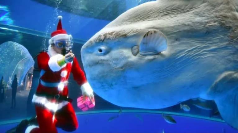 Vestidos como Papá Noel: así alimentaron a tiburones en un acuario de Río de Janeiro