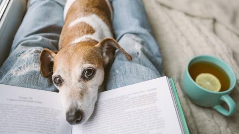 Veterinaria lee un cuento a perrito enfermo y su gesto es viral