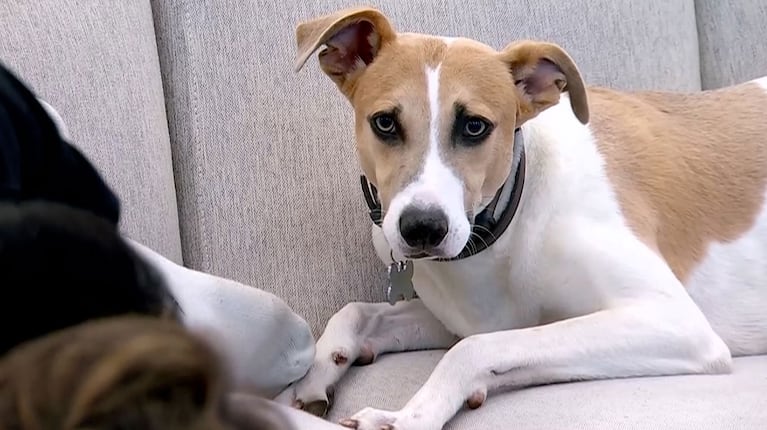 Video: así vive hoy el perro Arturo tras dejar la casa de Gran Hermano 
