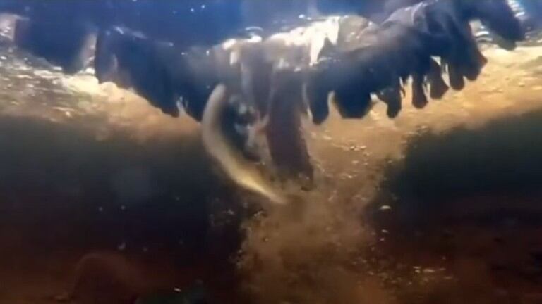 Video: captan a un águila pescadora atrapando a una trucha bajo el agua