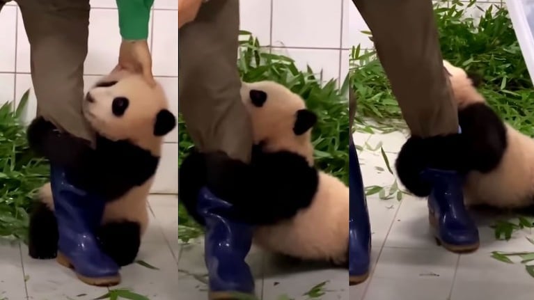 Video de un bebé panda aferrándose a su cuidador arrasa en redes sociales