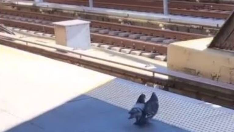 Video: dos palomas asesinan a otra y la tiran a las vías del tren