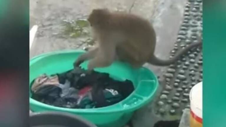 Video: monito sorprende y ayuda a mujer a “lavar” la ropa