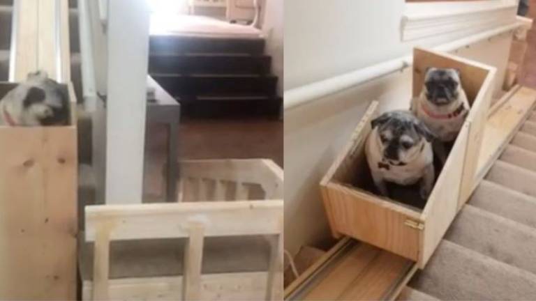 Video: mujer construye salvaescaleras para sus perritos mayores