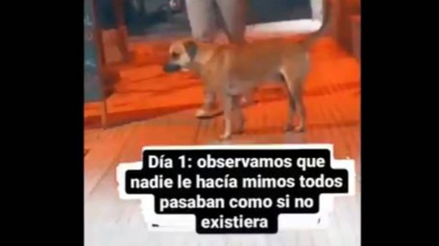 Vio un perrito solo en la calle y registró el momento en que lo rescató