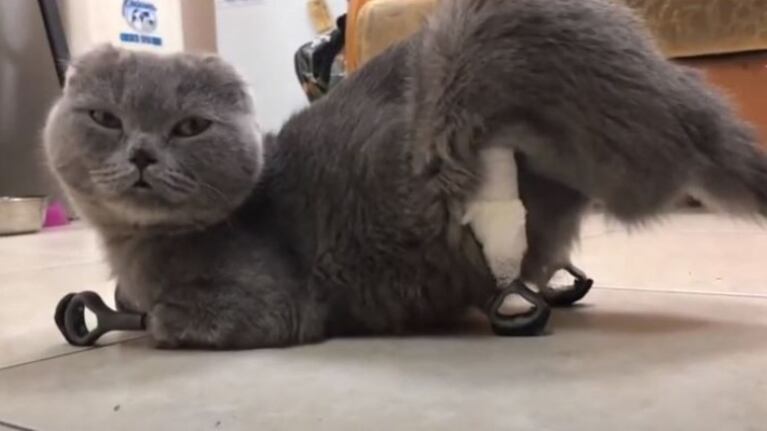 Volver a empezar: una gata logra caminar gracias a unas prótesis.