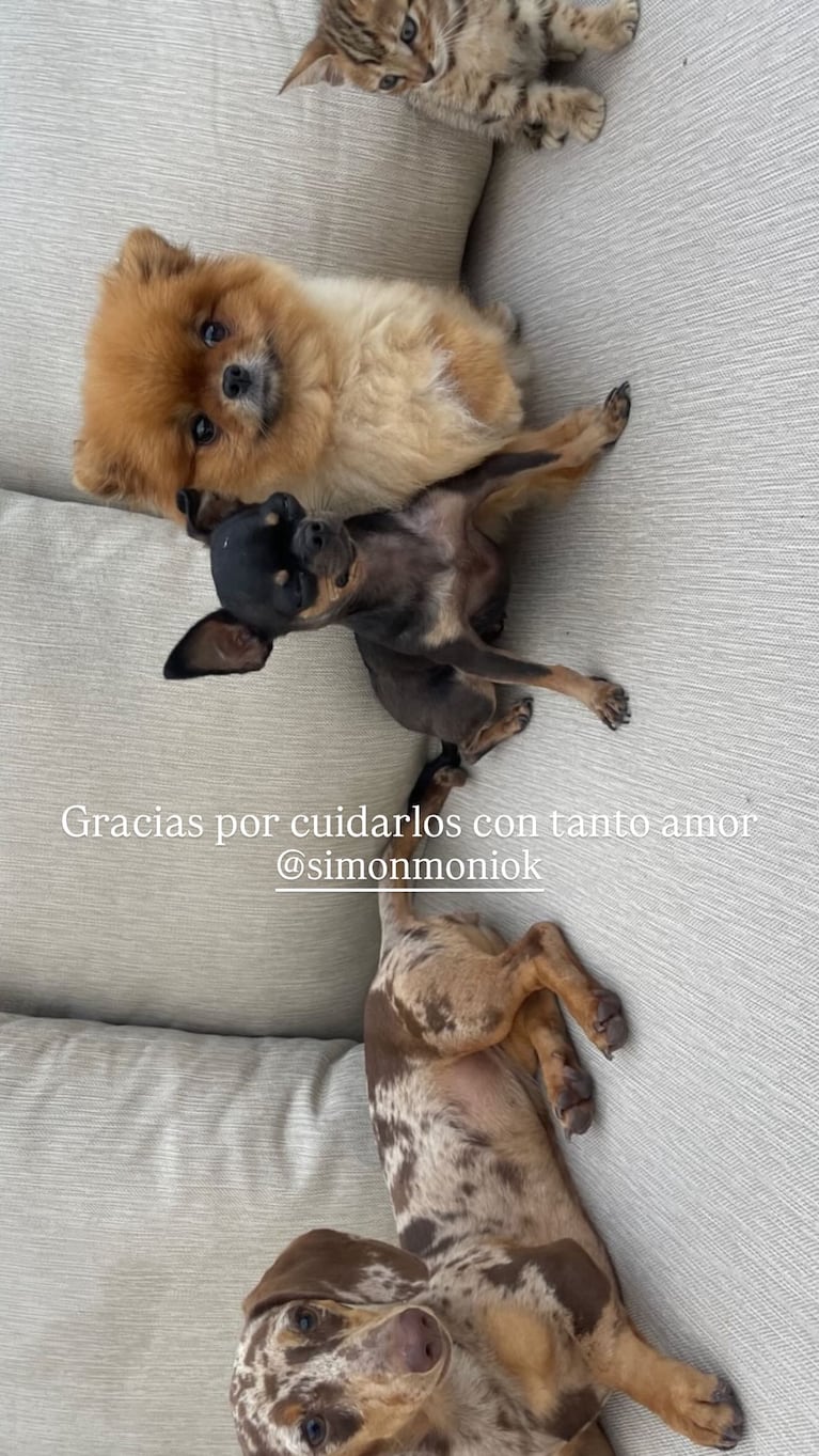 Wanda Nara blanqueó quién cuida de sus mascotas en su ausencia. CRÉDITO: Instagram
