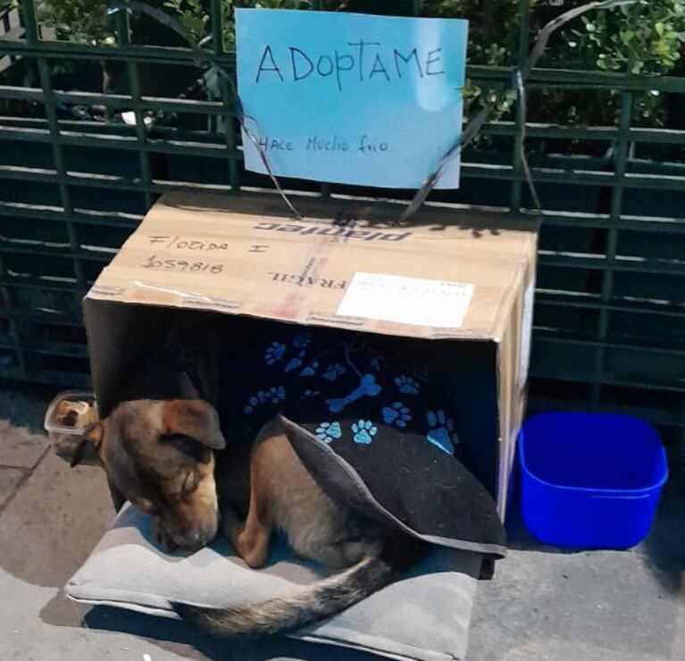 Wanda Nara se sumó a la campaña para encontrarle hogar a un cachorro abandonado: su contundente posteo