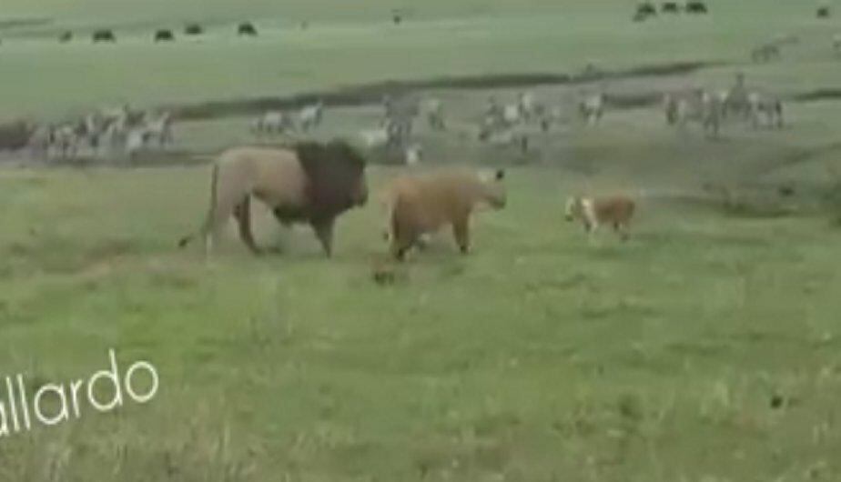 ¿Y entonces quién es el rey de la selva?
