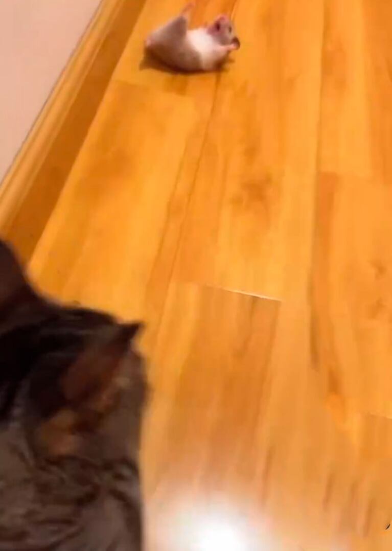 Zoe Bogach de Gran Hermano le presentó a su gata el hámster que se compró y vivió una terrible situación
