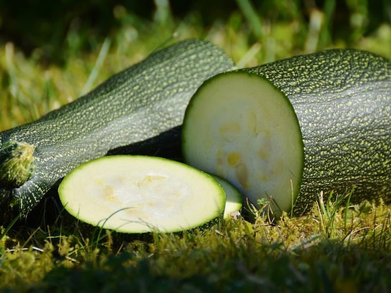 Zucchini: rico, nutritivo y beneficioso para tu salud