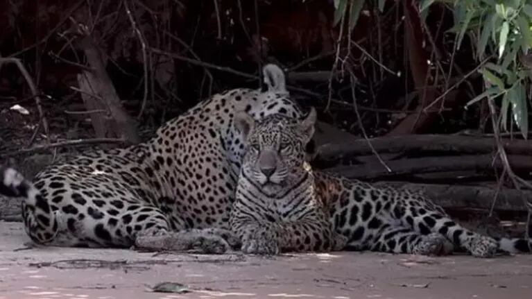 El intenso combate entre un jaguar y un caimán en la selva