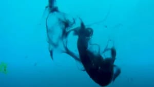 Un buceador captura imágenes de tinta de calamar flotando en el agua
