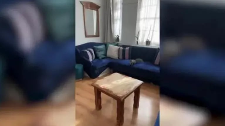 Mira el hilarante momento en que esta ardilla provoca el caos al colarse dentro de una casa