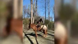 Esta mujer perfecciona sus posturas de yoga mientras hace equilibrio encima de su caballo