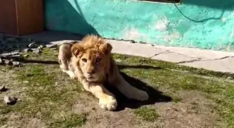 ​ Rescatan cachorro de león: Le habían roto las piernas para que los turistas se puedan sacar fotos