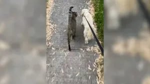 Este gato se une a los paseos de un perro desde que su hermano falleció 