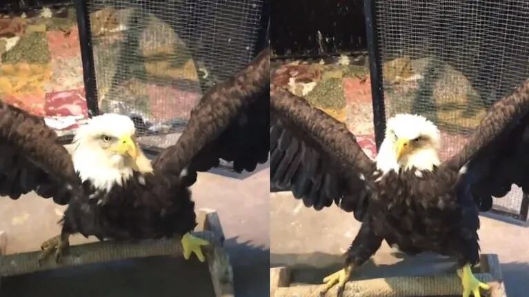 Esta águila parece bailar mientras recibe su tratamiento de rehabilitación