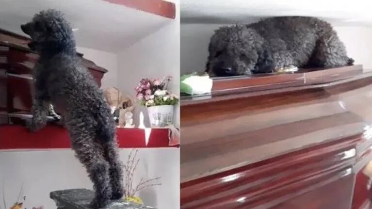 Benito, el perro que visita la tumba de su dueña hace 4 años